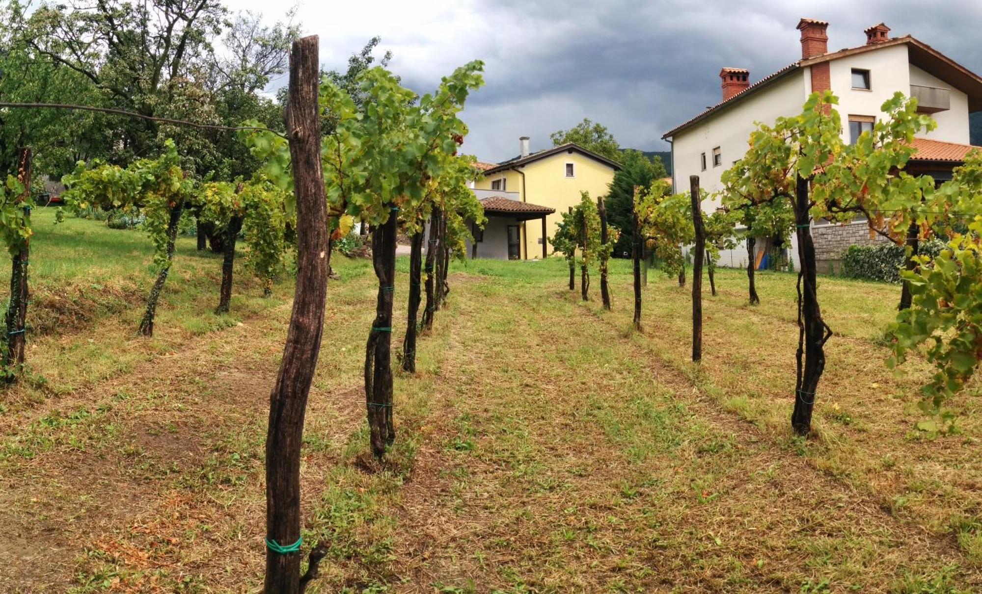 Small House In Vipava Valley Kültér fotó